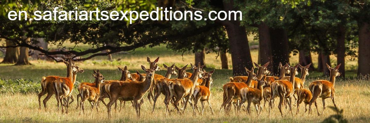 en.safariartsexpeditions.com